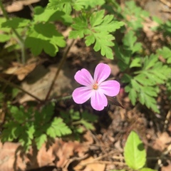 Geranium robertianum