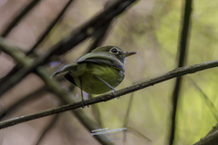 Hemitriccus orbitatus