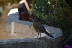 Turdus rufopalliatus