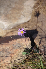 Afroaster perfoliatus