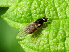 Elachiptera tuberculifera