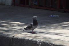 Columba livia
