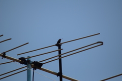 Cynanthus latirostris