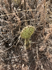 Opuntia tortispina
