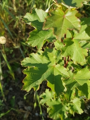 Acer granatense