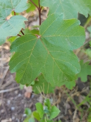 Acer granatense