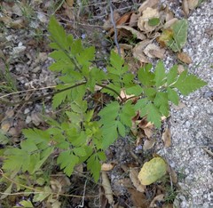 Osmorhiza brachypoda
