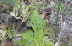 Osmorhiza brachypoda
