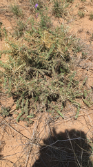 Cylindropuntia whipplei