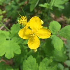Chelidonium majus