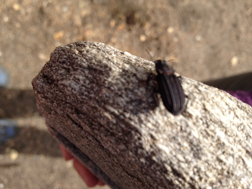 iNaturalist observation photo of Armored night-walker