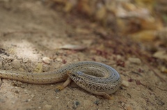 Chalcides ocellatus ocellatus