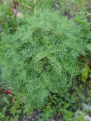 Hippocrepis balearica