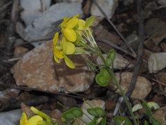 Biscutella cichoriifolia