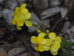 Biscutella cichoriifolia