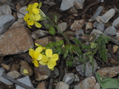 Biscutella cichoriifolia