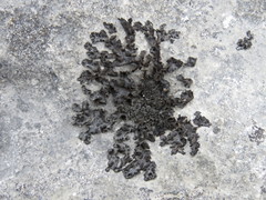 Lathagrium fuscovirens