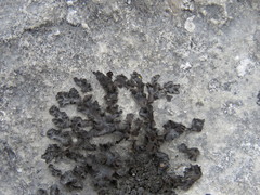 Lathagrium fuscovirens