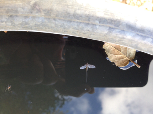 iNaturalist observation photo of Mayflies