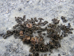 Lathagrium fuscovirens