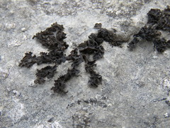 Lathagrium fuscovirens