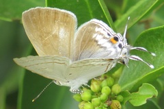 Hypolycaena philippus philippus