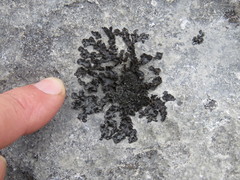 Lathagrium fuscovirens