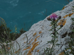 Centaurea aplolepa