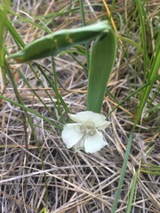 Calochortus minimus