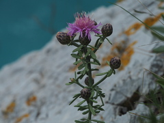 Centaurea aplolepa
