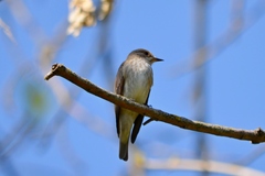 Muscicapa striata