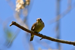 Muscicapa striata