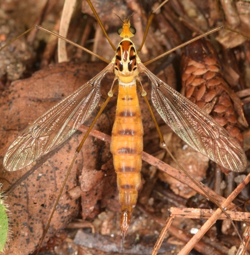 Nephrotoma virescens
