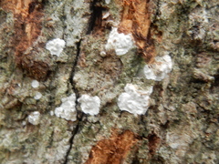 Dendrothele candida