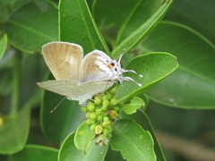 Hypolycaena philippus philippus