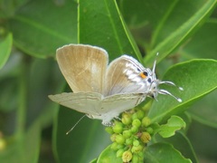 Hypolycaena philippus philippus