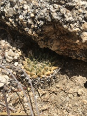 Mammillaria peninsularis