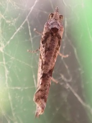 Pyrgotis arcuata