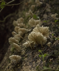 Marasmiellus alliiodorus