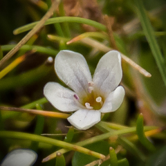 Limosella longiflora