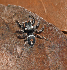 Habronattus carolinensis