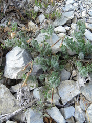 Lotus angustissimus