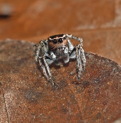 Habronattus carolinensis