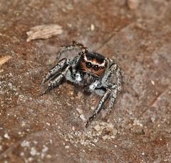 Habronattus carolinensis