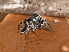 Habronattus carolinensis