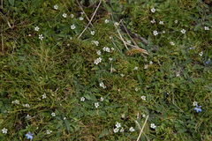 Limosella longiflora