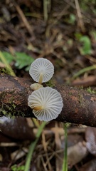 Mycena subulifera
