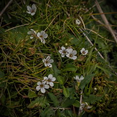 Limosella longiflora