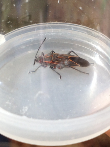 iNaturalist observation photo of Western Boxelder Bug