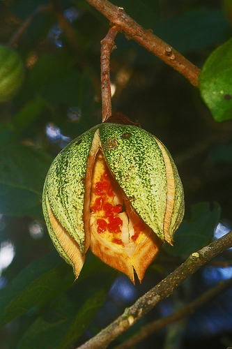 Oncoba tettensis var. macrophylla image